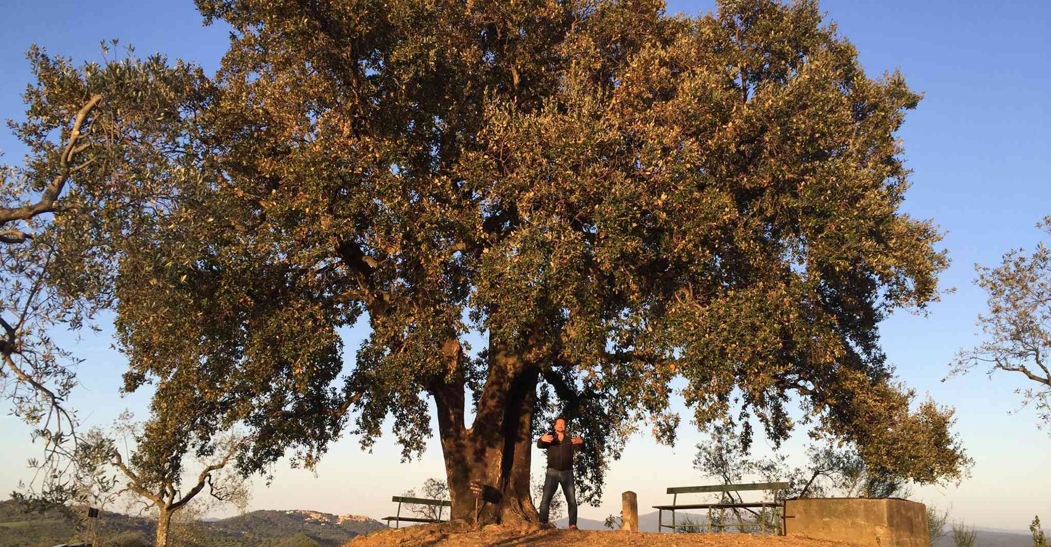 Michael-Karl-Gasser beim Asanas Üben unter einem Baum